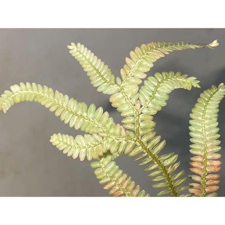 Selaginella sp. from Kapuas hulu Kalimantan barat ①