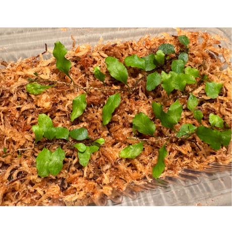 Microgramma heterophylla 伊藤蟻植物農園