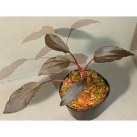 Homalomena sp. "Neon Purple" from Malaysia