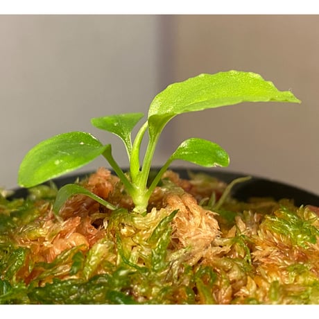 Homalomena sp. "Kayu Lapis" White Kal-barat [TB]