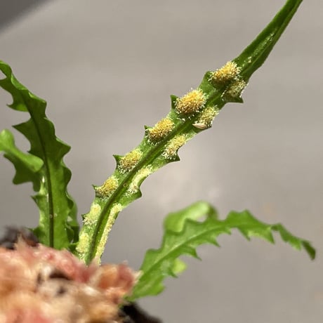 Solanopteris bifrons from Madre de Dios [LA1017-04]