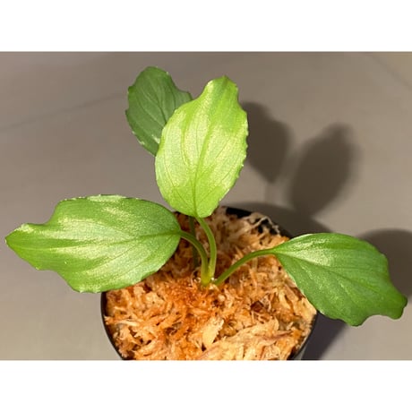 Homalomena sp. "Silver Bullet Green" from P.Linga [AZ1017-1]