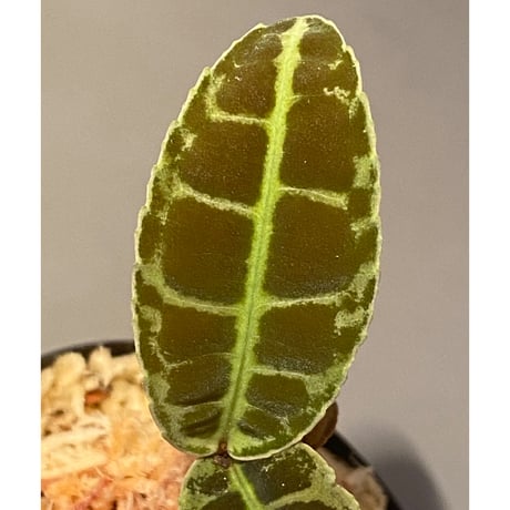 Emblemantha urnulata (Labisia sp.) from Riau sumatera [LA0815-01]