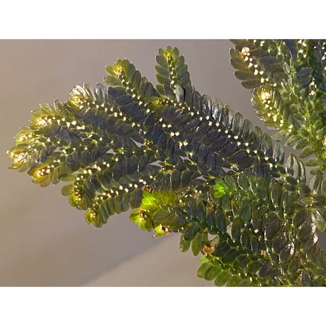 Selaginella picta