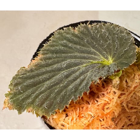 Begonia sp. from Kapuas hulu