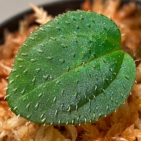 Sarcopyramis parvifolia from Malaysia [カミハタ]
