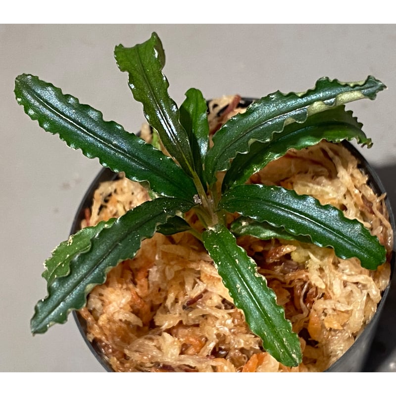 さ*た様 Bucephalandra sp Bucephalandra sp. 