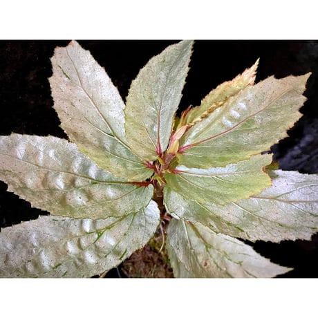 Begonia sp. from Balai Ringin [RIO]