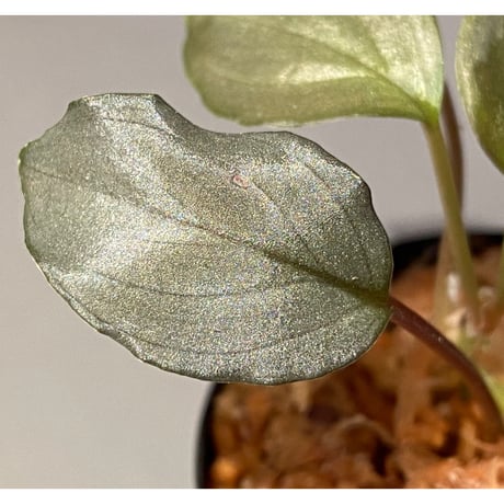 Homalomena sp. "Silver Bullet" from Pulau Lingga [AZ0917-1]
