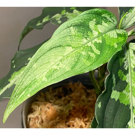 Aglaonema pictum Fusou(扶桑) 元祖DFS from Sumatera Barat [AZ0413-4]
