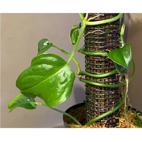 Philodendron sp. from Iquitos Peru [tanakay]