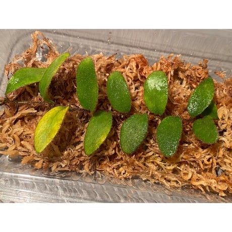 Pyrrosia nummularifolia from Santa Fe Luzon Philippines [KSB]