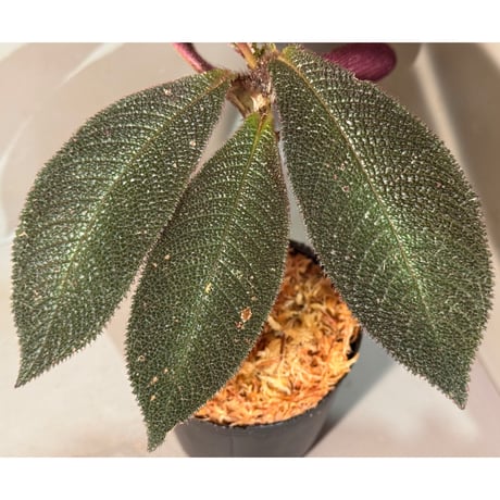 Cyrtandra sp. Landak West Kalimantan