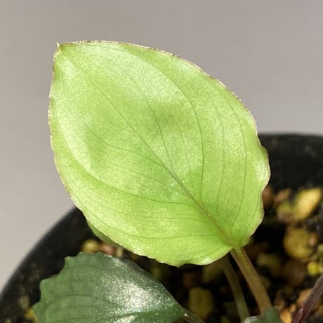 Homalomena 'Rec1-29' K0718-f1 [KZT]