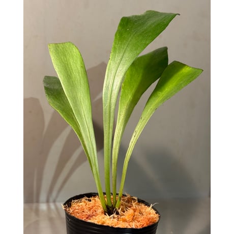 Antrophyum sp. from Aceh sumatera