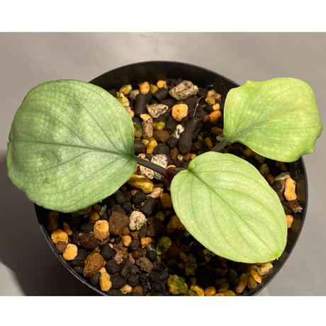 Homalomena sp. "Shirogane" SGR from Pulau Linga [HW1017-XX]