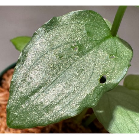 Homalomena sp. "Silver Bullet GG" from P.Linga [AZ0917-1] ②