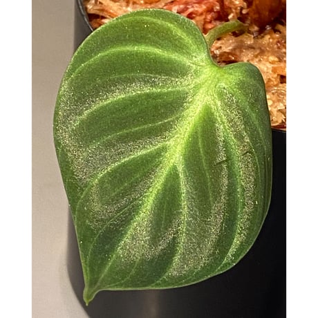 Philodendron luxurians "Choco" Colombia