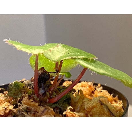 Begonia kingiana from Jerantut [TK170717]