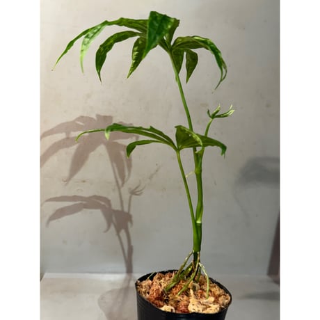 Anthurium polyschistum from Napo Ecuador [tanakay]