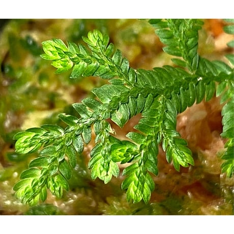 Selaginella biformis [STRINGE PLANTS]