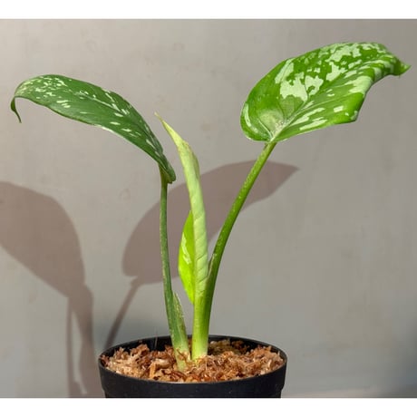 Schismatoglottis sp. from Provinsi Papua
