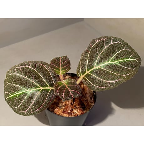 Pearcea hypocyrtiflora from Rio Napo Ecuador [tanakay] 赤葉脈