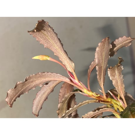 (大株) Bucephalandra sp. "Kedagang" [ID便]