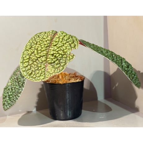 Ardisia sp. ''Snake Skin" from Kapuas hulu West Kalimantan