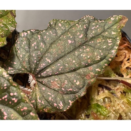 Piper sp. from Papua New Guinea