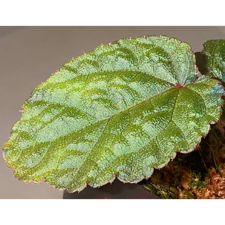 Begonia sp. from Tuyen Quang [YH1117] TK