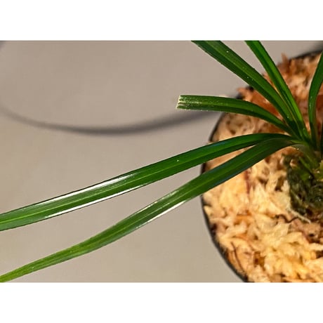 Mapania sp. from "Nanga pinoh" Melawi Kalimantan barat [TB]