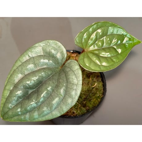 Anthurium luxurians
