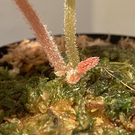 Begonia sp. from Tuyen Quang [YH1117] TK