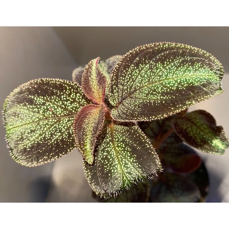 Sonerila sp. from Phitsanulok
