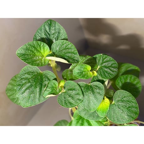 Peperomia sp. from Iquitos Peru [tanakay]