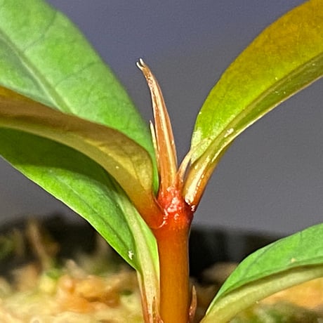 Labisia sp. from "Lebong" Bengkulu [TB]