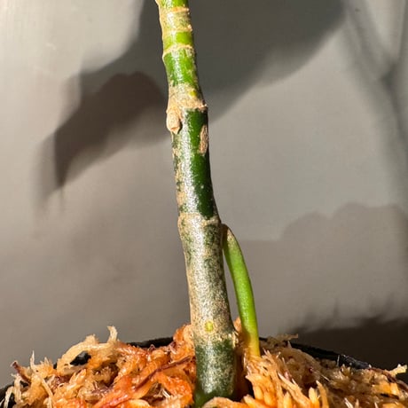 Aglaonema pictum tricolor "ANDAMAN" アンダマン諸島 ポートブレア 北部地域産