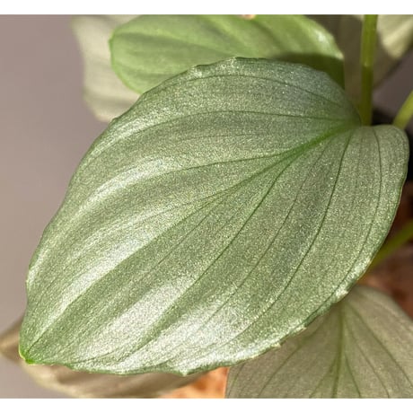 Homalomena sp. "赤銀×？" from West Java wf1 [Import] KZT