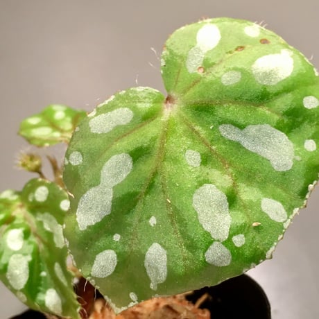 Begonia sp. from Rahad Datu [TK081116-01]
