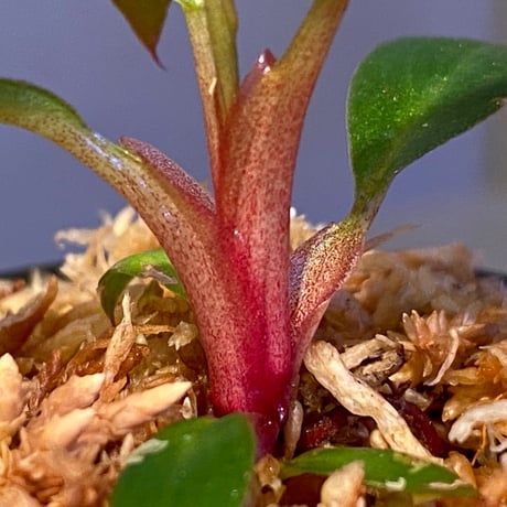 Philodendron sp. "Red Congo Compacta"