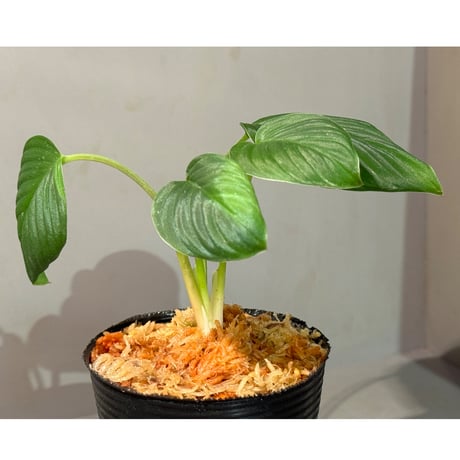Homalomena sp. "Aceh selatan" Aceh Sumatra [TB] ②