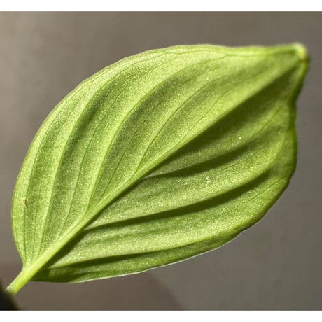 Homalomena sp. "Aceh selatan" Aceh Sumatra [TB]