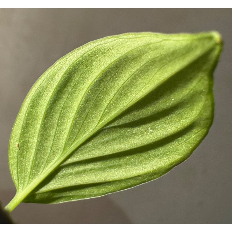Homalomena sp. 