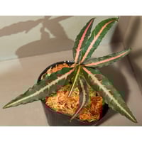 Bucephalandra sp. Type2 from Sintang kayu lapis