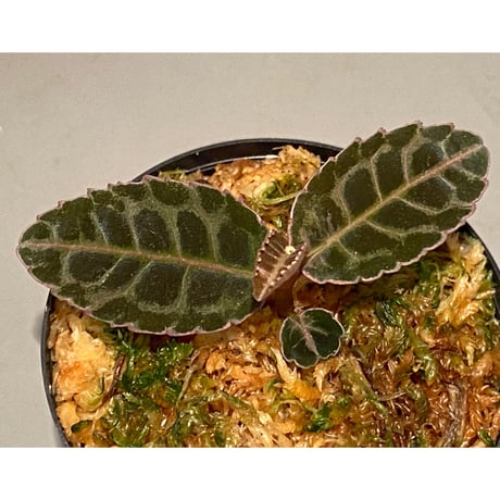 Emblemantha urnulata (Labisia sp.) from Riau sumatera [LA0815-01]