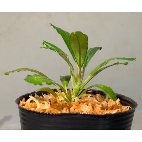 Bucephalandra sp. Kapuas-2 [AZ0311-2]