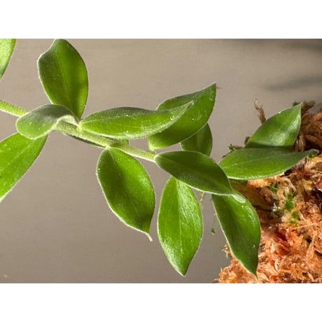 Ceratostema kiatana