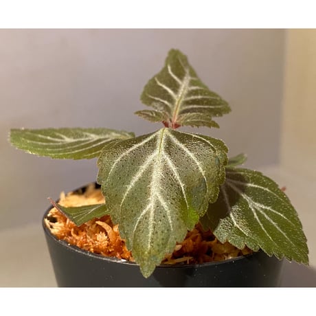イワタバコ科の不明種 from Ecuador