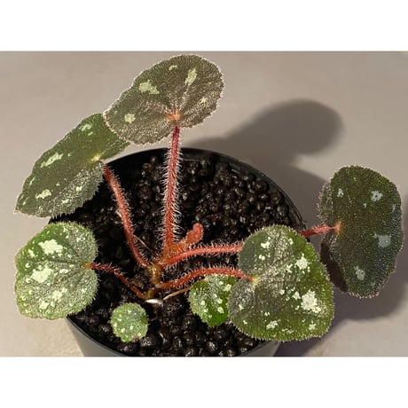 Begonia sp. from Cao Bang [YH050519] TK